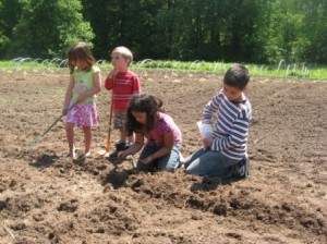 Planting corn