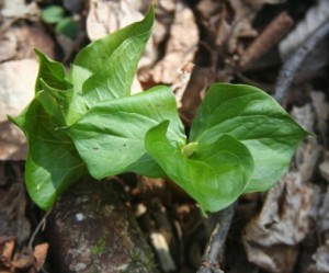 Trillium