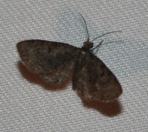 moth3