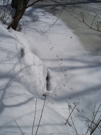 Mink and Grey squirrel tracks along the river.