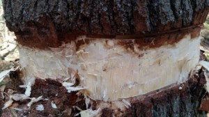 A close up of the end result where the bark was removed all the way around a white pine, down through the cambium.