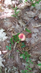 A colorful mushroom found along the trail.