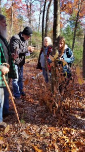 Looking at an American chestnut that has the blight, and the tree has sent more sprouts up around the base.