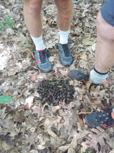 One of many piles of moose scat found along the trail.