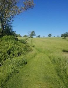 Looking towards the hill at Wendemuth and the trail is beautifully maintained by Harrison. During bobolink breeding season all visitors, including dogs, need to stay on the mowed trails.
