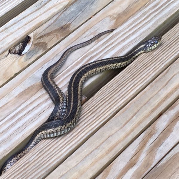 Category 1 - Wildlife. Garter snake by Jennifer Mott, taken June 12, 2019 at the Mass Central Rail Trail