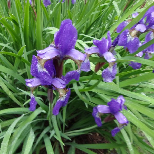 Category 7 - Flowers and Greenery. Morning Iris taken by Rosalynn Cogoli on June 4, 2019 at Mandell Hill