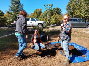 Getting the tree hole depth correct is important, making sure that the tree roots aren't exposed or buried too deeply.