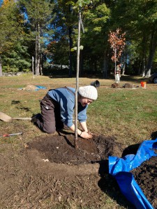 Sophie is creating a berm around the tree to help keep moisture in and lawn mowers away from their sensitive trunks. Mulch is applied to help retain moisture and discourage weeds.