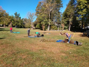 Getting the red maples into the ground in Grenville Park.